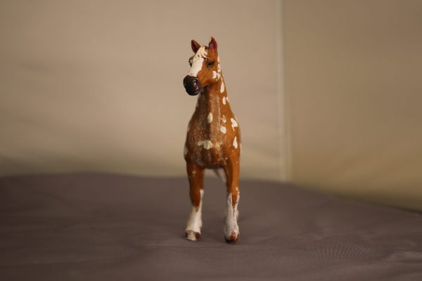 Bay Apploosa Horse - Image 3
