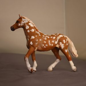 Bay Apploosa Horse