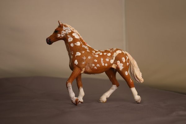 Bay Apploosa Horse