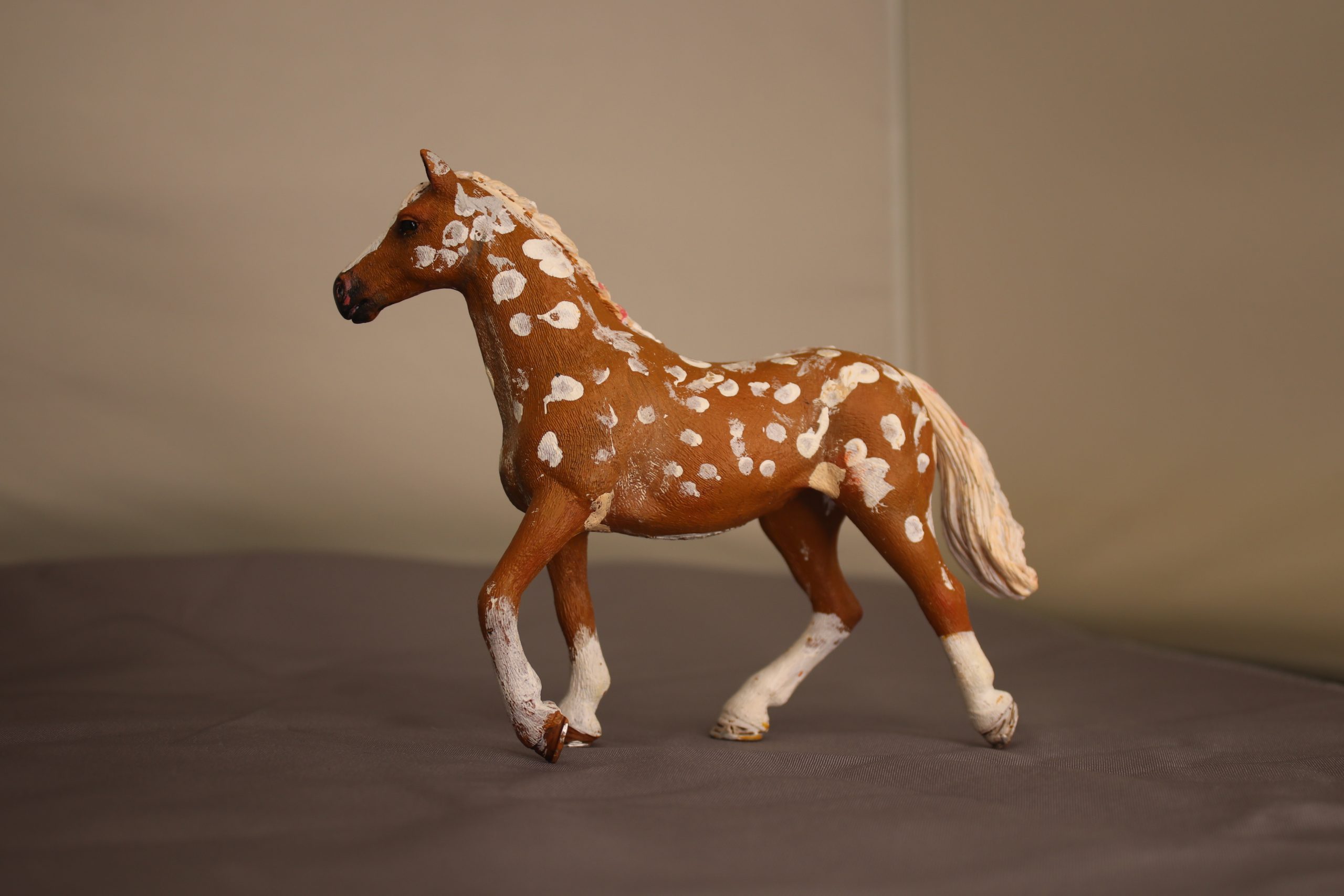 Bay Apploosa Horse