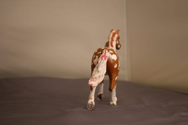 Bay Apploosa Horse - Image 6