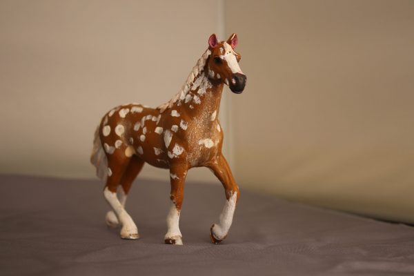 Bay Apploosa Horse - Image 2