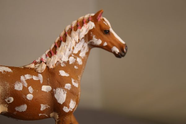 Bay Apploosa Horse - Image 4