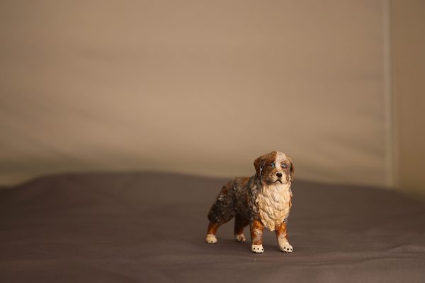 Australian shephard - Image 4