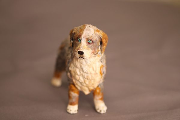 Australian shephard
