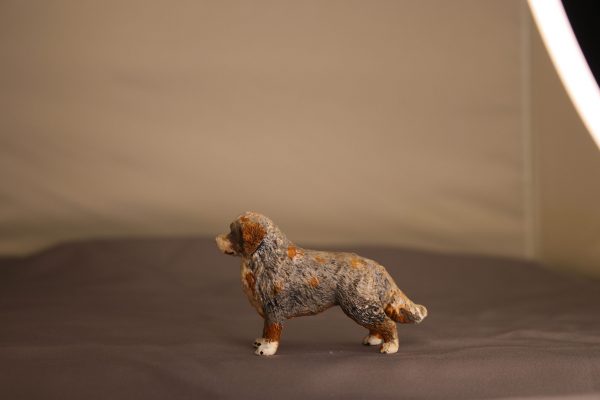 Australian shephard - Image 5