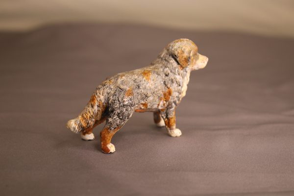Australian shephard - Image 3