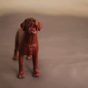 Red Labrador