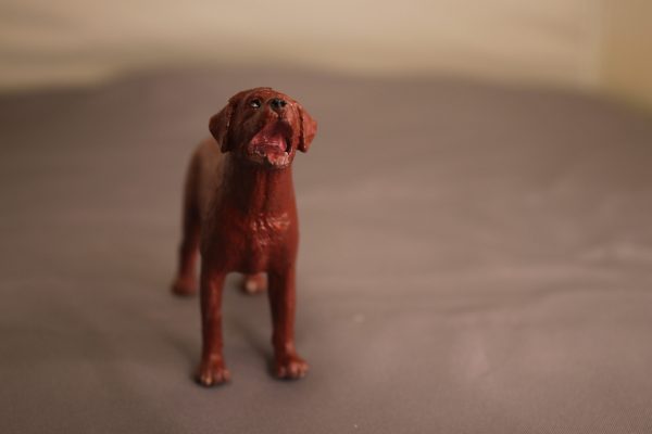 Red Labrador