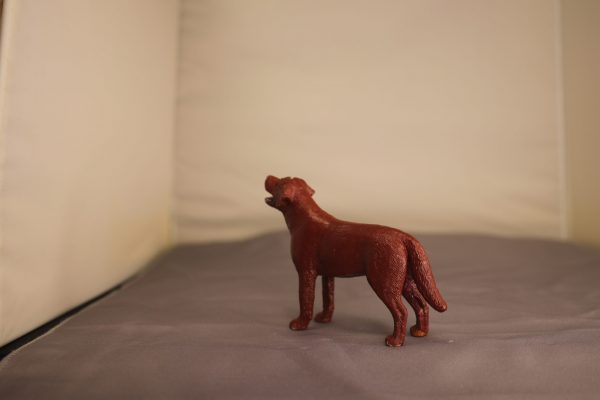 Red Labrador - Image 3